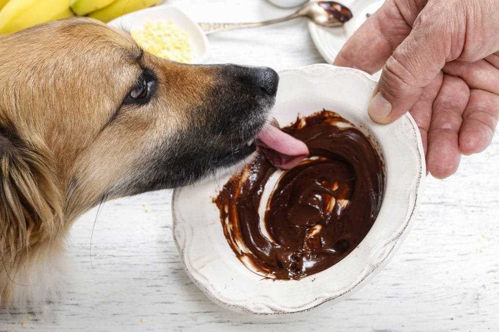 Was passiert, wenn Hunde Schokolade essen?