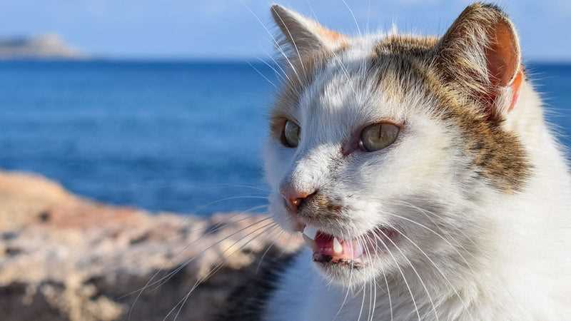 Symptome von Herzerkrankungen bei Katzen