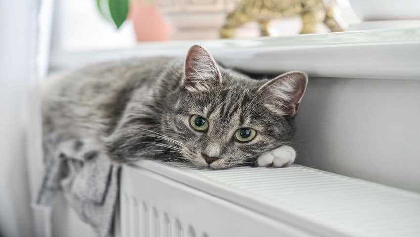 Infektionen und Entzündungen als mögliche Ursache für das Sabbern bei Katzen