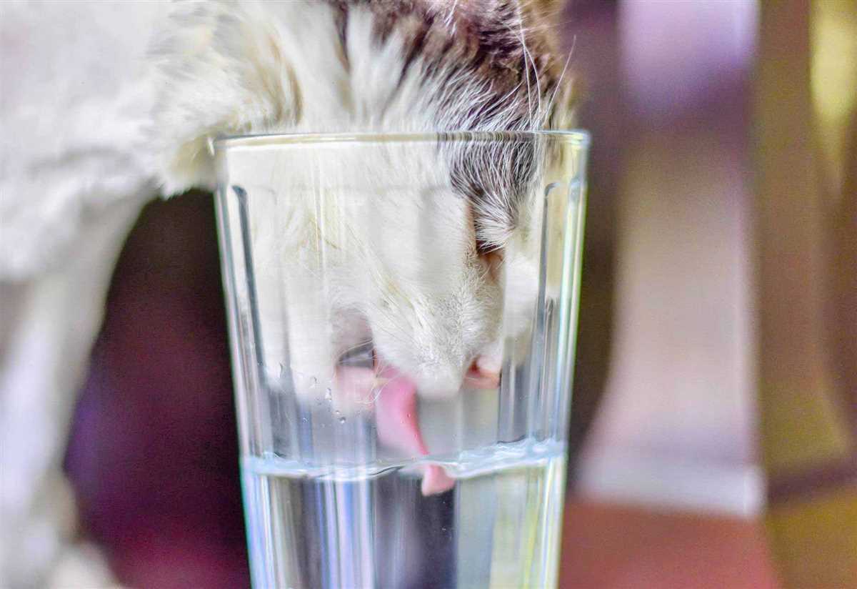 Dehydration und Durst bei Katzen: Hintergründe und Lösungen