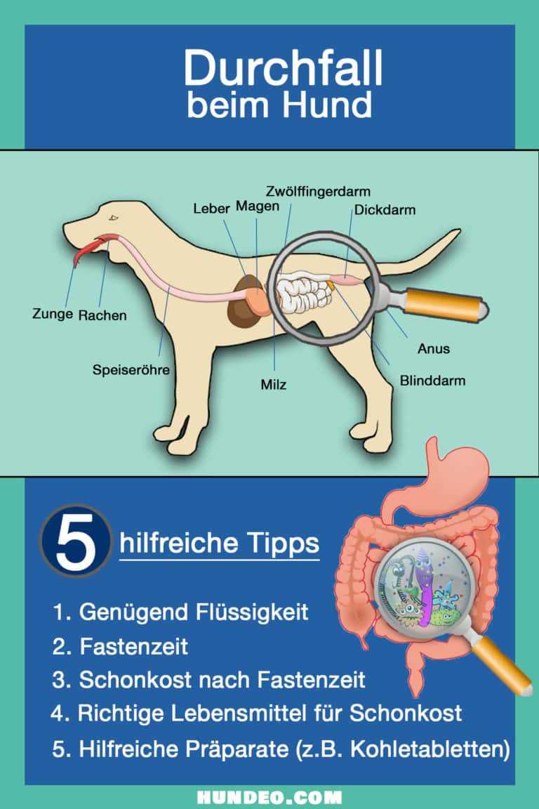 3. Fütterung von Nassfutter