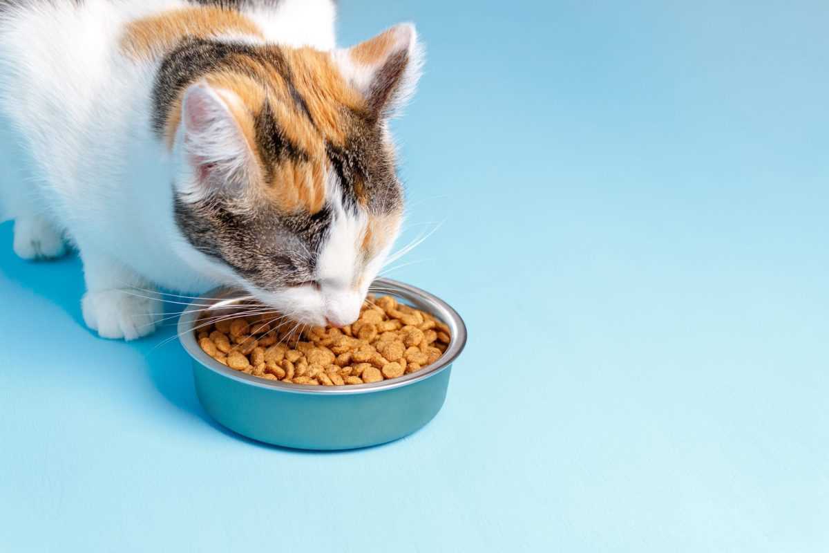 Was können Katzen zum Essen geben? Die besten Tipps und Futterempfehlungen