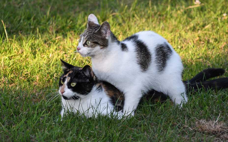 Was tun wenn die Katze rollig ist? Tipps und Ratschläge