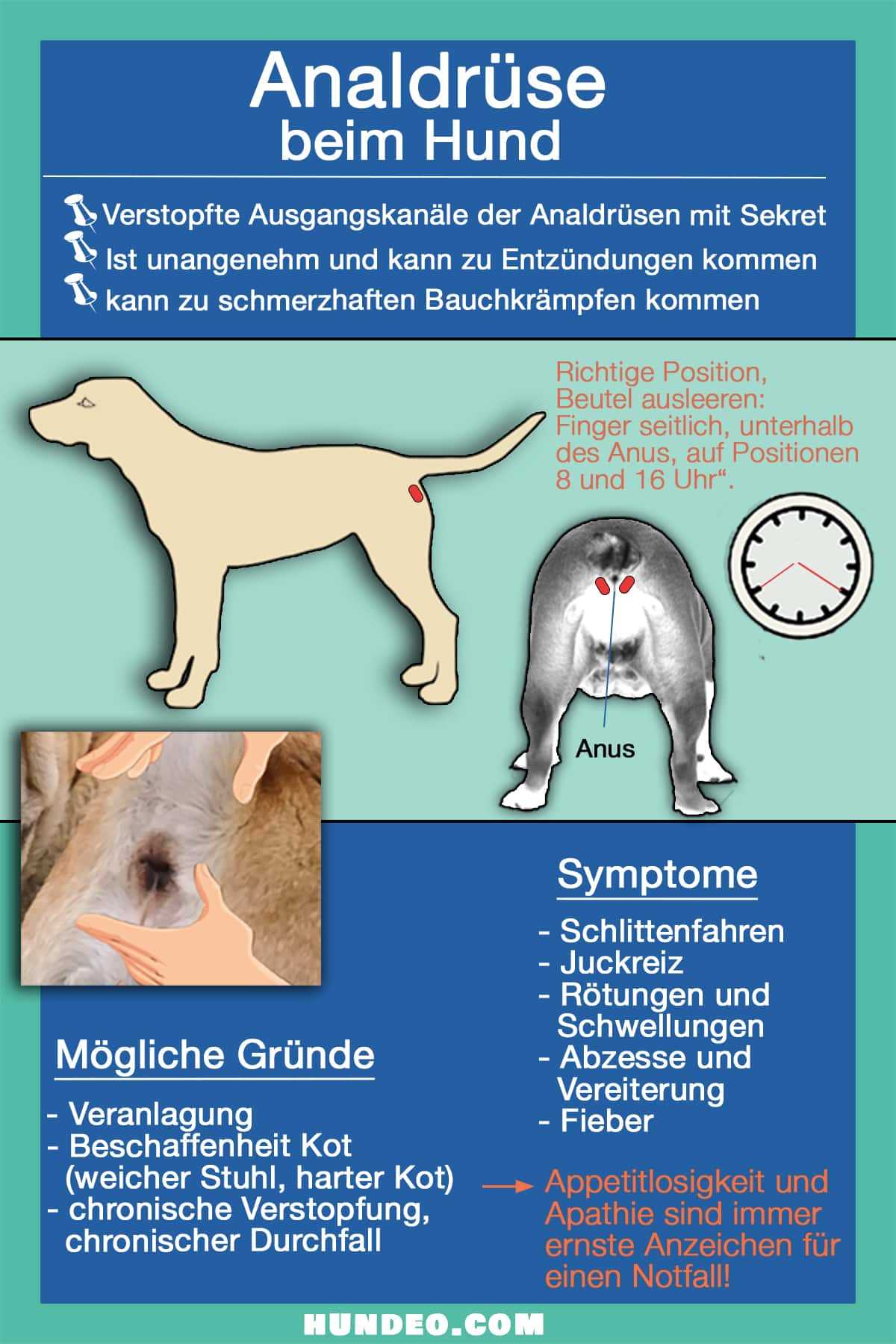 Was sind Analdrüsen?