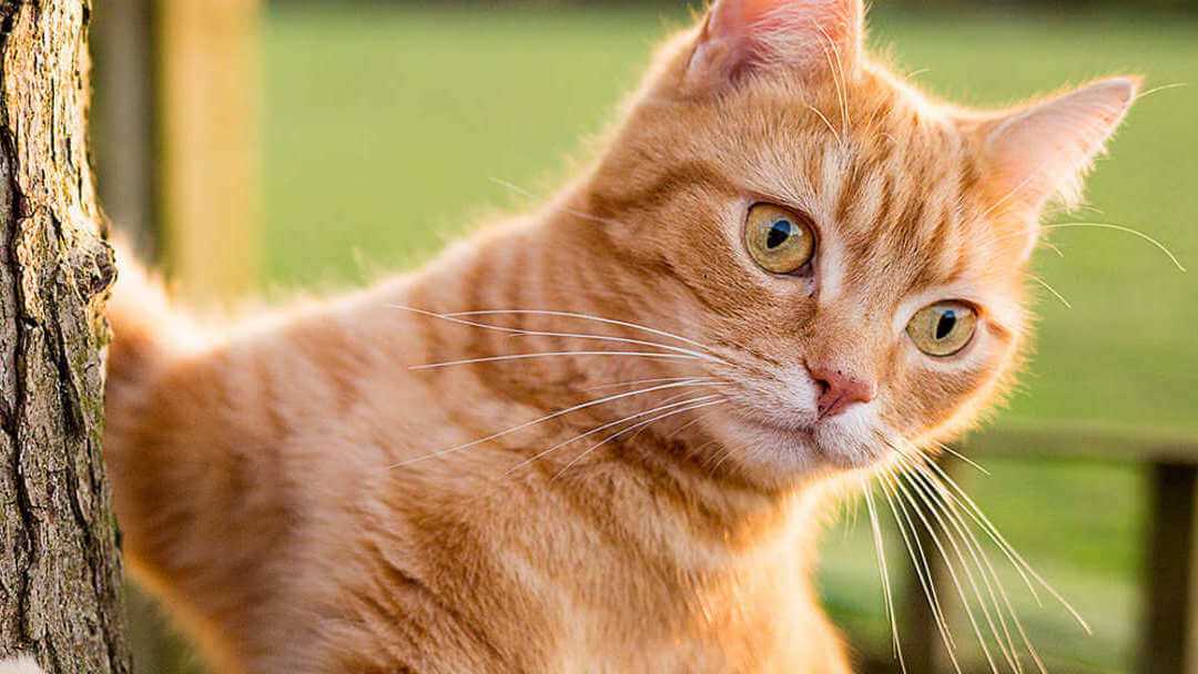 Was kostet es, eine Katze chippen zu lassen?