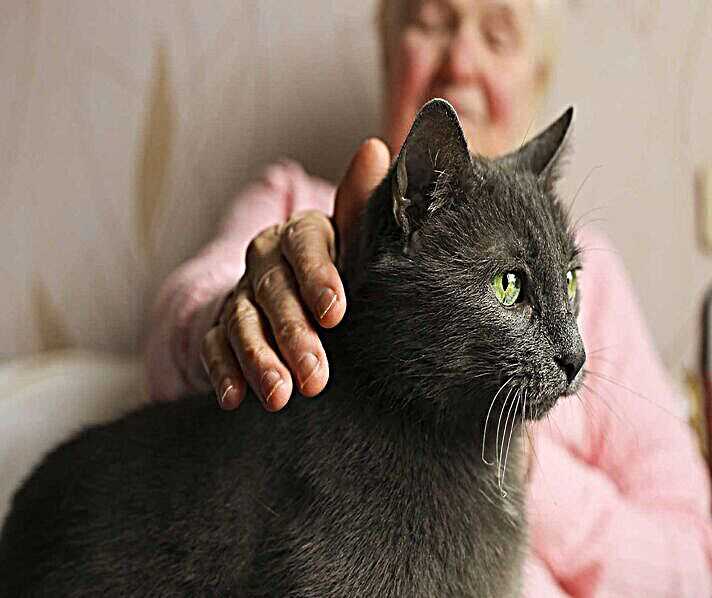 Alternativen zum Einschläfern einer Katze