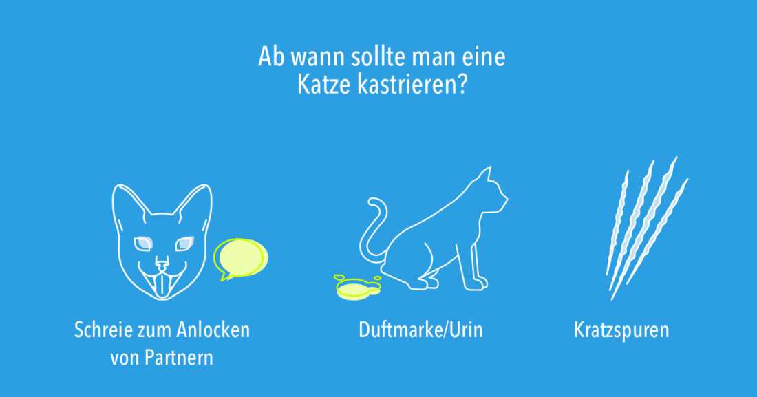 Was kostet die Kastration einer Katze? Preise und Informationen