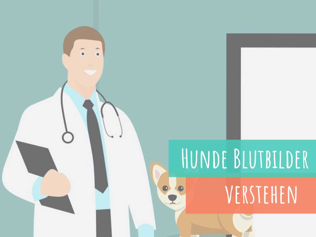 Wo kann man ein großes Blutbild beim Hund durchführen lassen?