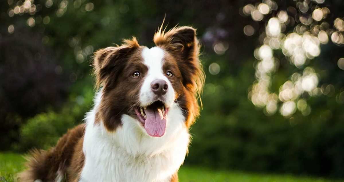 Der Preis für einen Herzultraschall beim Hund