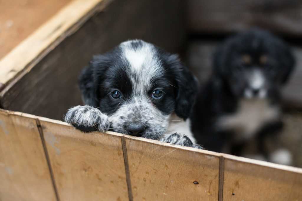 Zusätzliche Ausgaben für einen Hund aus dem Tierheim