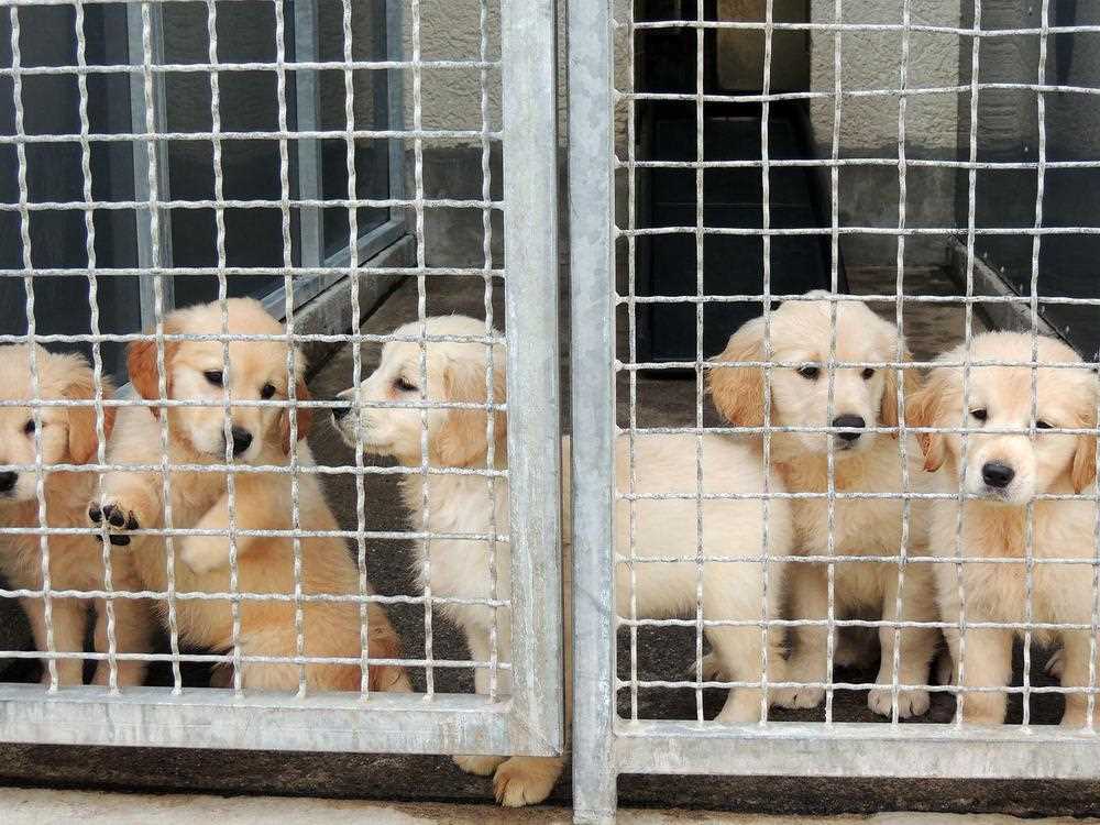 Einsparungen durch die Adoption eines Hundes aus dem Tierheim