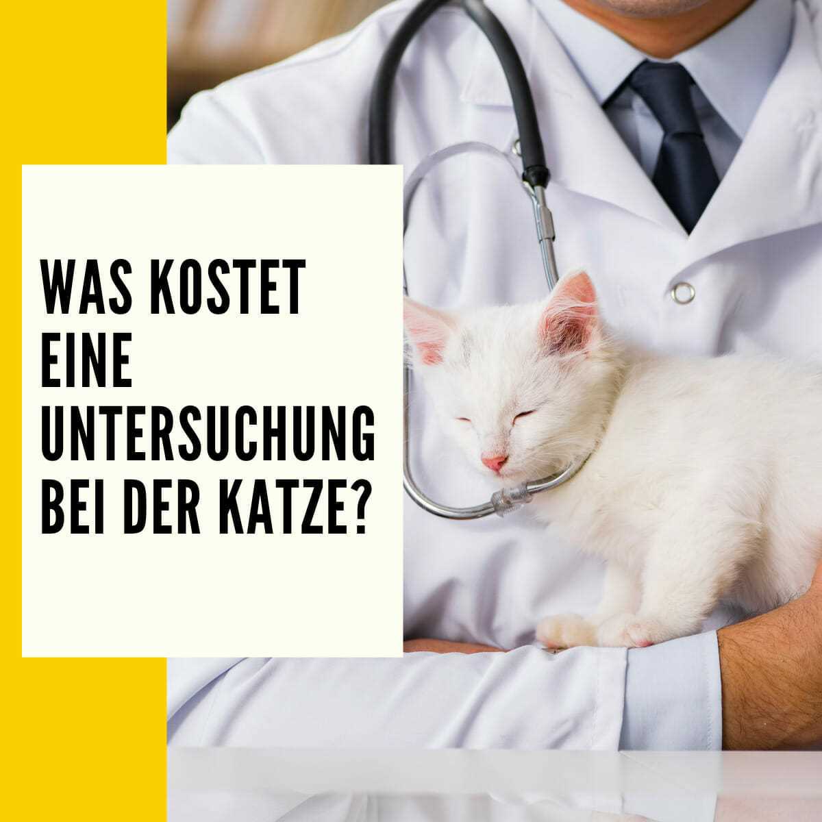 Wo kann man eine Ultraschalluntersuchung für Katzen durchführen lassen?