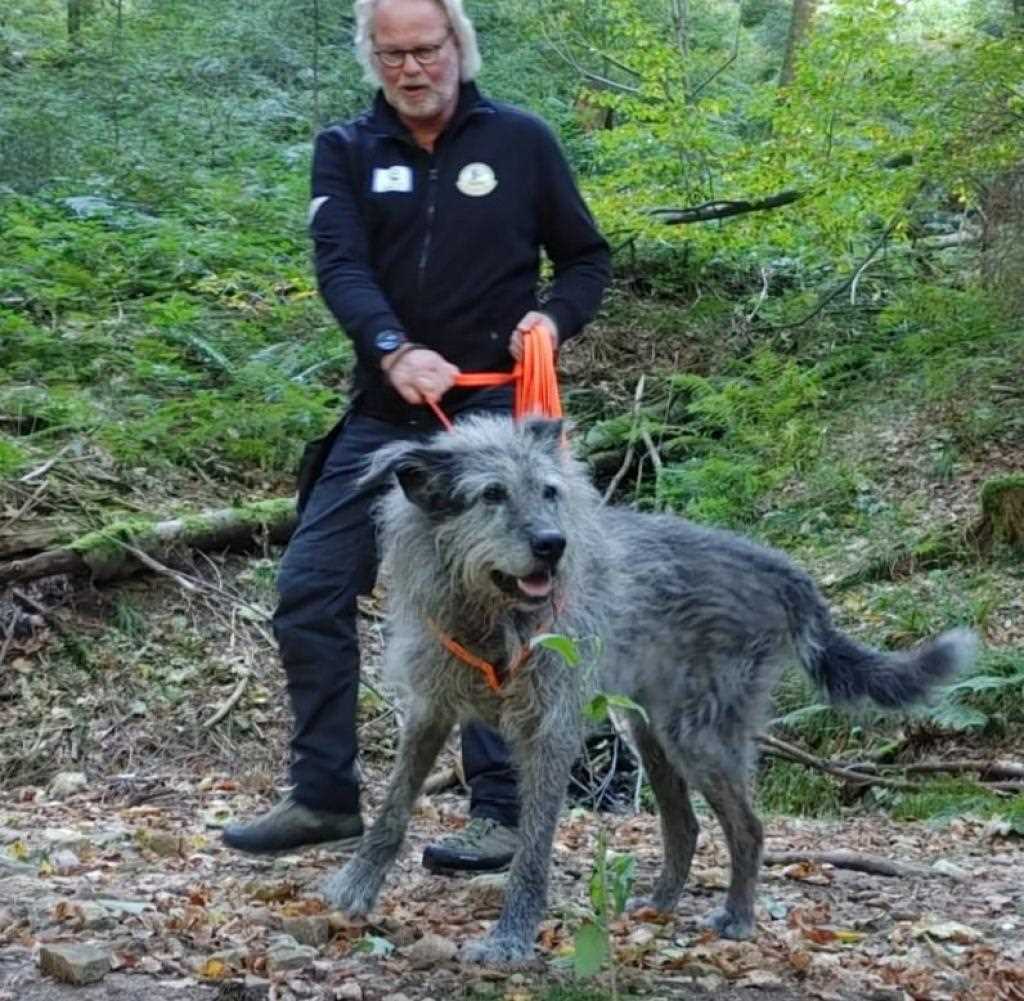 Überblick über die dendritische Zelltherapie beim Hund