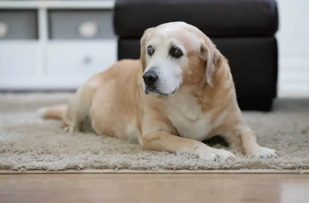 Was kostet eine dendritische Zelltherapie beim Hund?