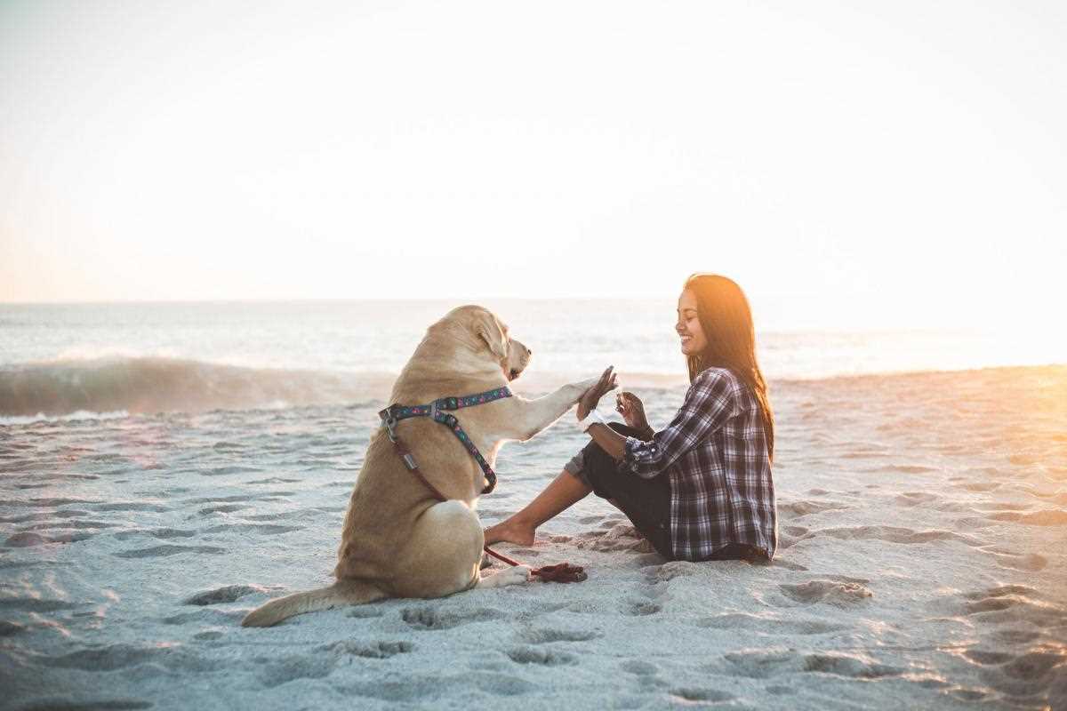 Indikationen für die dendritische Zelltherapie beim Hund