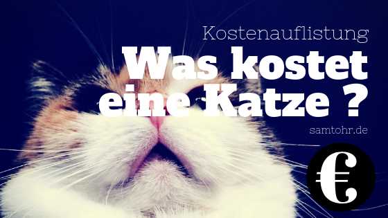 Was kostet eine Impfung bei Katzen? Preise und Information