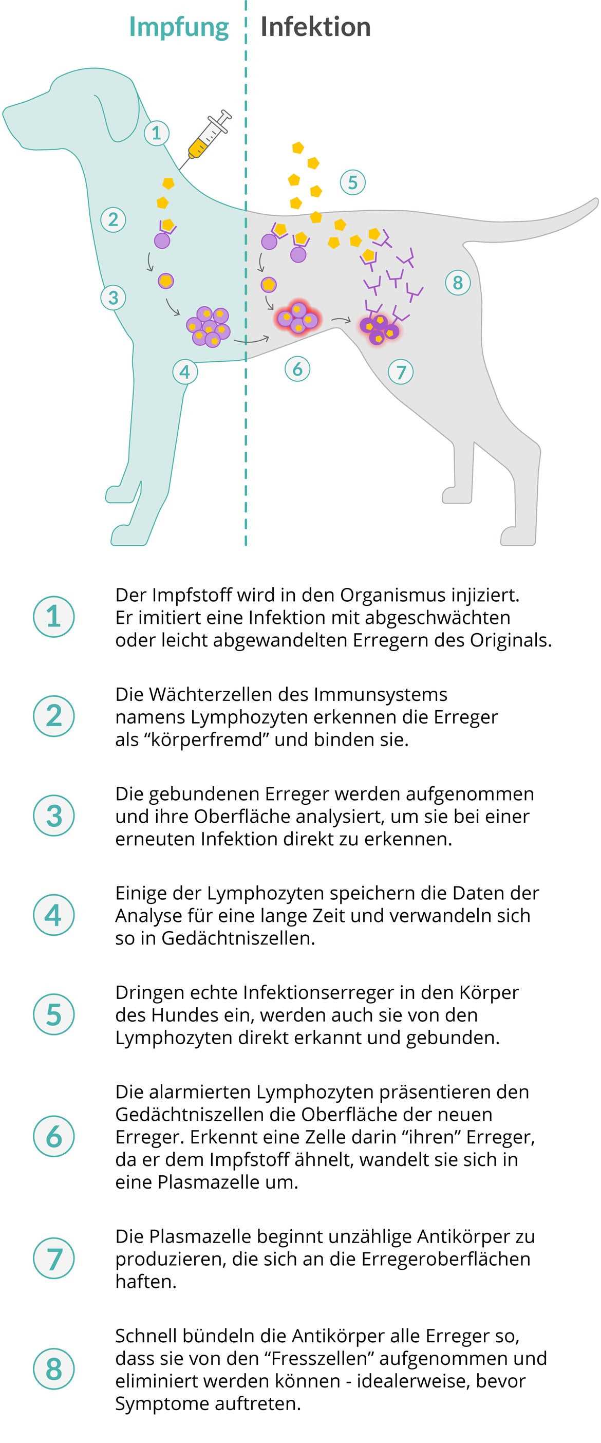 Welche Impfungen sind für Hunde notwendig?