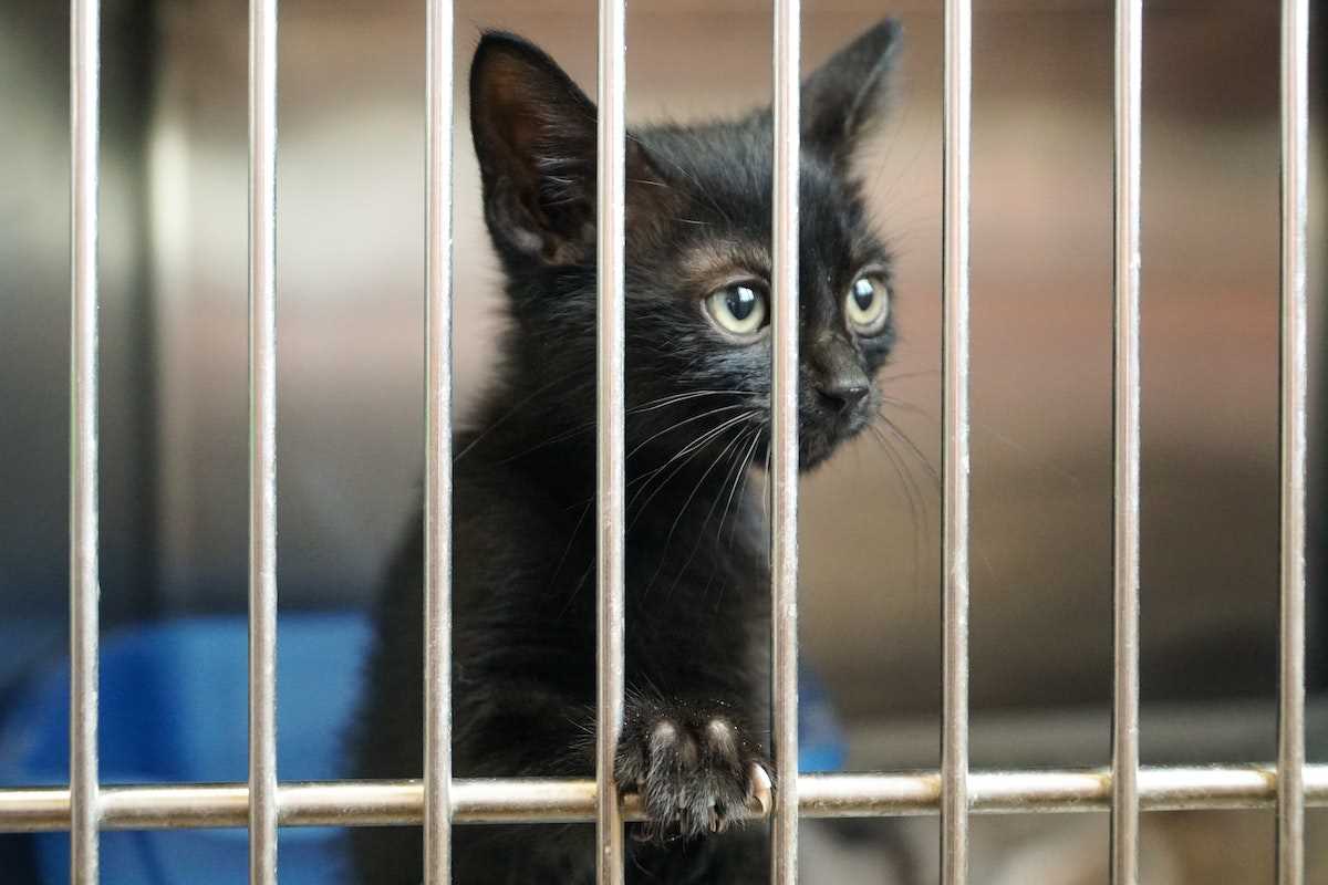 Was kostet eine Katze aus dem Tierheim? Erfahren Sie mehr über die Adoption von Katzen aus dem Tierheim und die damit verbundenen Kosten