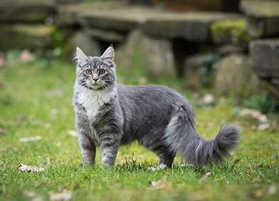 Tierarztkosten für Main Coon Katzen