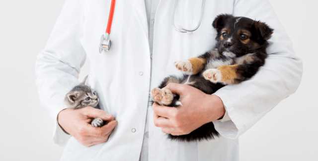 Was kostet eine Nacht in der Tierklinik für Hunde?