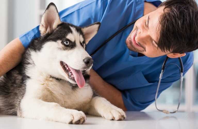 Warum entscheiden sich Hundebesitzer für eine Sterilisation?