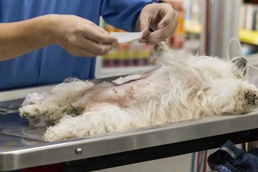 Wie hoch sind die Kosten für eine Sterilisation beim Hund?