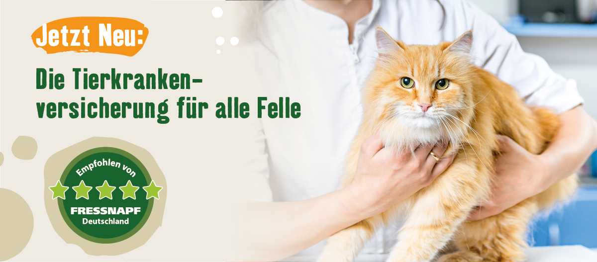 Was kostet eine Wurmkur für Katzen beim Tierarzt? Preise im Vergleich