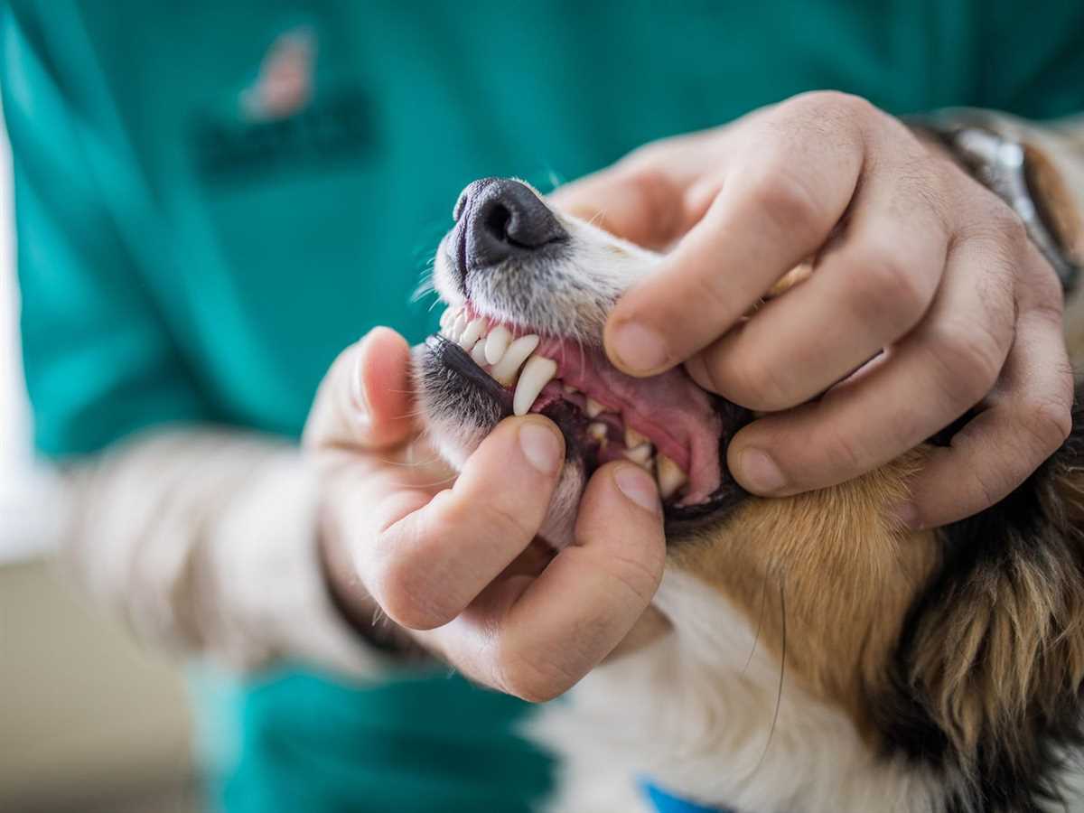 Was kostet eine Zahn OP beim Hund?  Preise und Kosten im Überblick