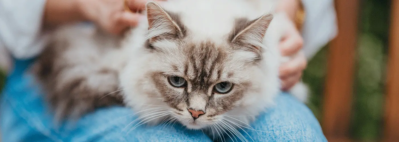 Mögliche Unterstützungsmöglichkeiten für Besitzer, die ihre Katze einschläfern lassen möchten: