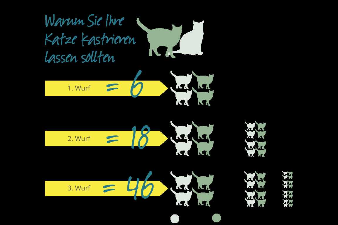 Was kostet es eine Katze zu sterilisieren? | Preis, Verfahren und Vorteile der Sterilisation