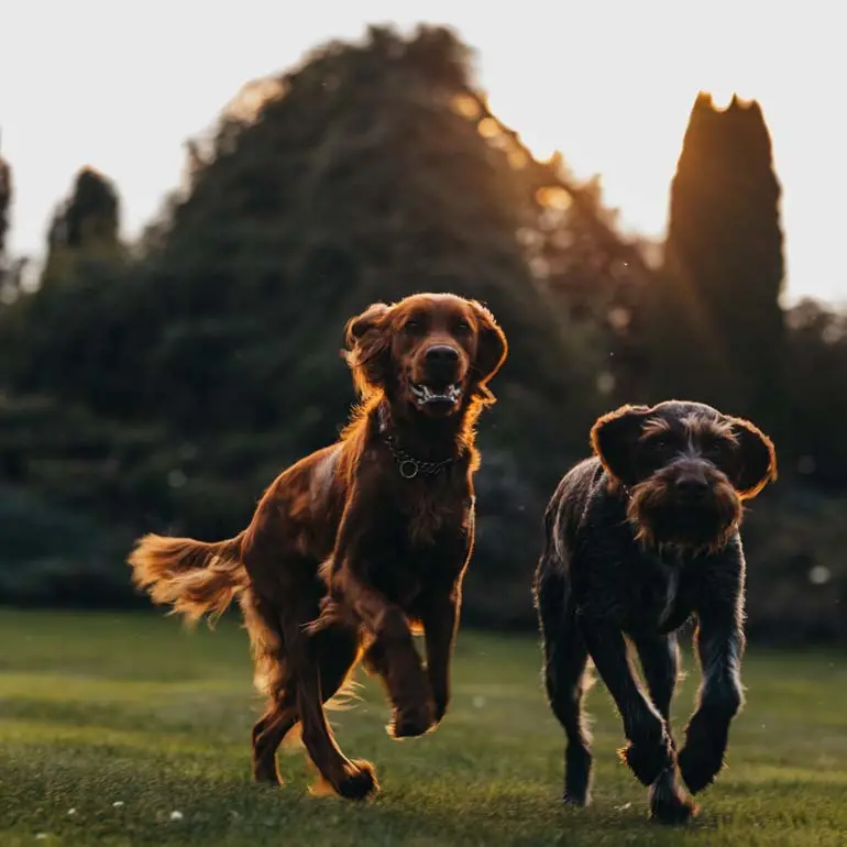 Größe und Gewicht des Hundes