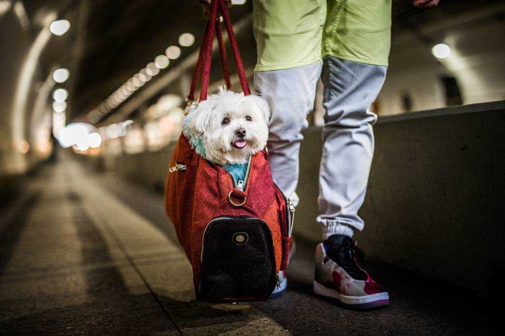 Was kostet Hund im Zug? – Preise und Regelungen im Überblick