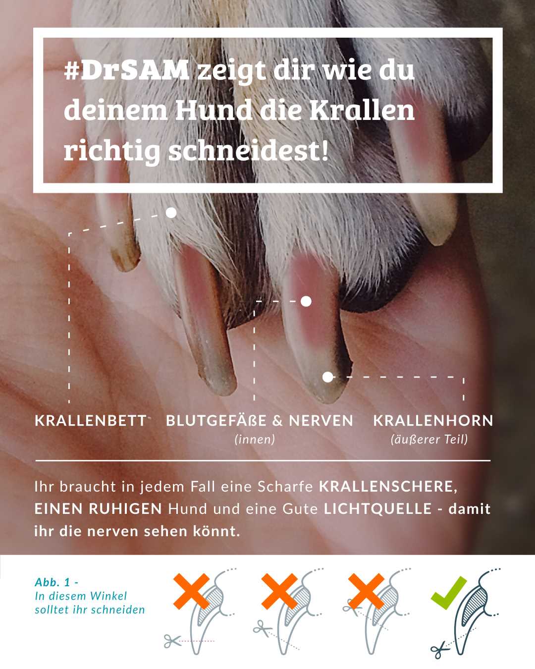 Wie viel kostet das Schneiden der Krallen beim Hund?