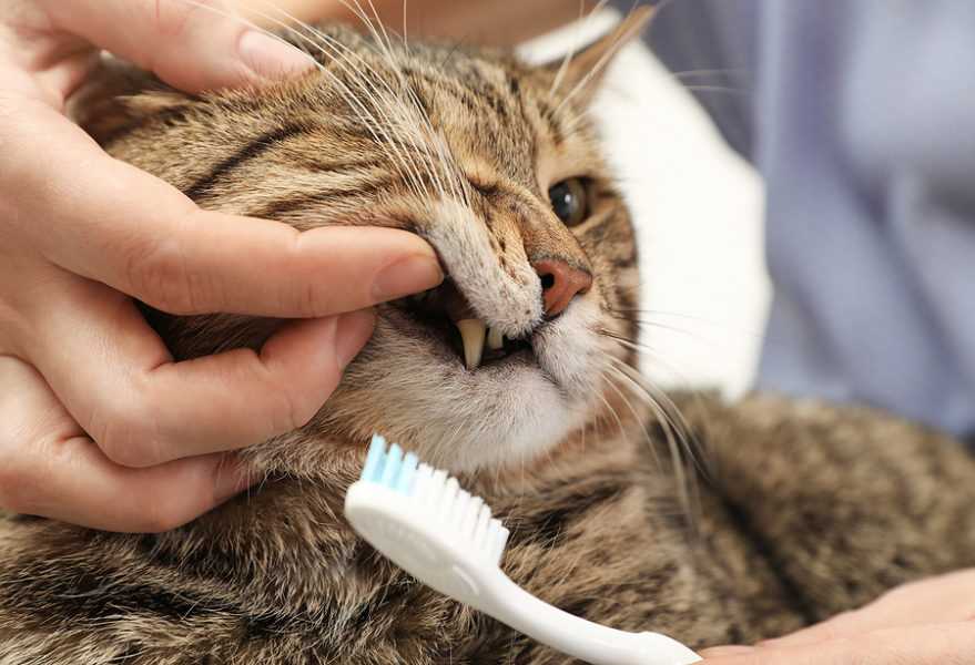 Wie läuft die Zahnsteinentfernung bei Katzen ab?