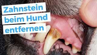 Was kostet eine Zahnsteinentfernung beim Hund mit Narkose?