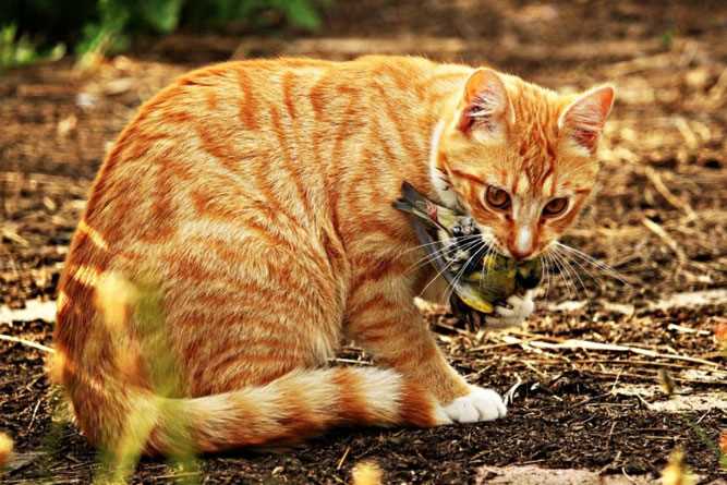 Was machen Freigänger Katzen den ganzen Tag? Erfahren Sie mehr über das Verhalten Ihrer Katze