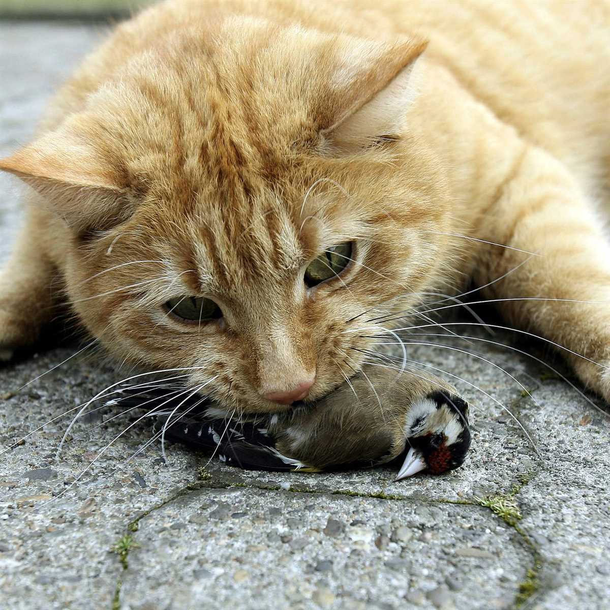 Die Auswirkungen von Katzenaktivität auf den Schlaf