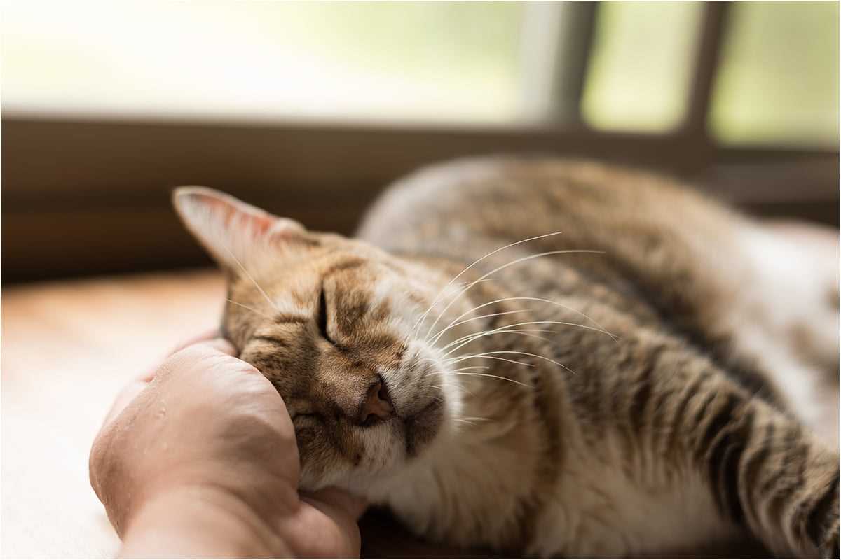 Was machen Katzen, wenn sie sterben?