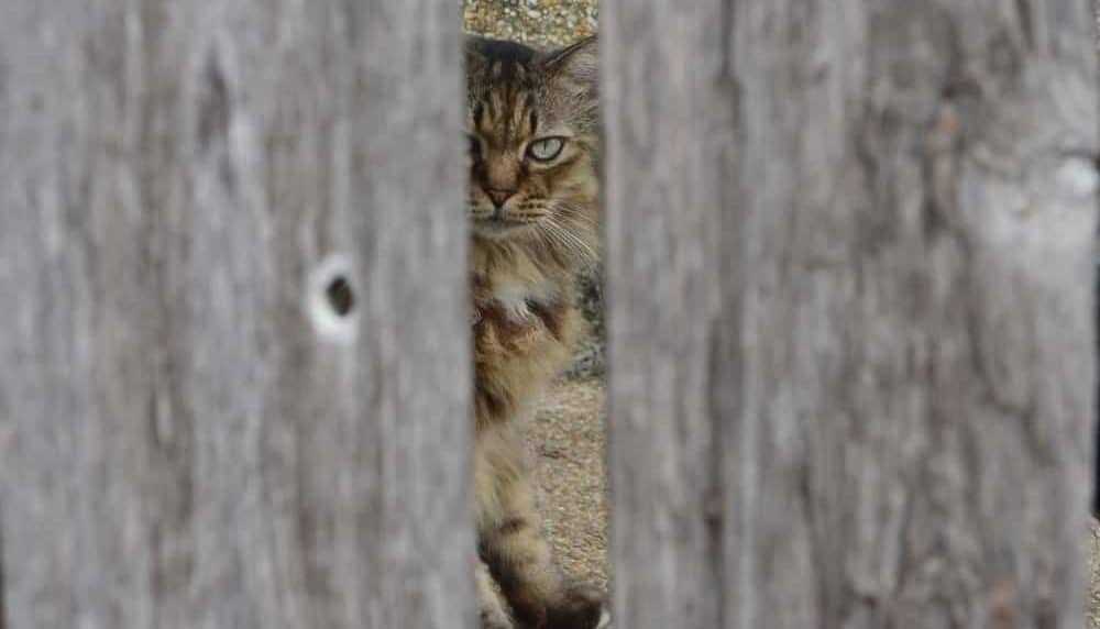 Das Sterben einer Katze verstehen