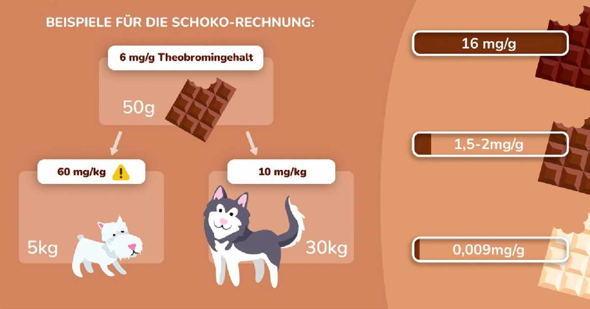 Was tun, wenn der Hund Schokolade gegessen hat? – Tipps und Ratschläge