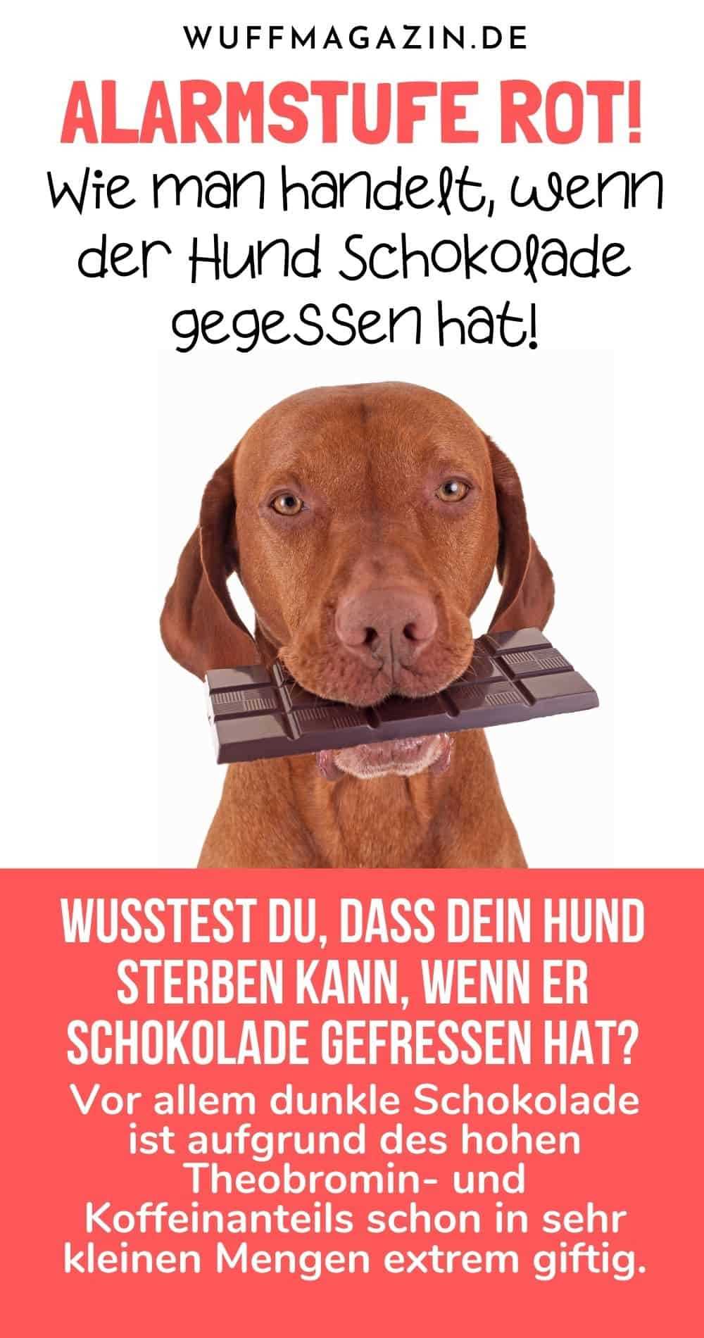 4. Halten Sie Ihren Hund ruhig