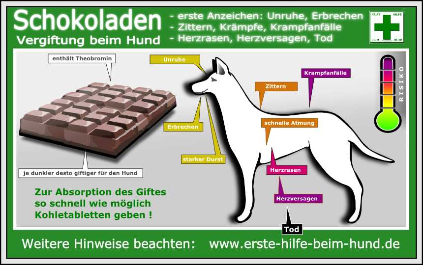 Was tun, wenn der Hund Schokolade gegessen hat? Tipps und Ratschläge