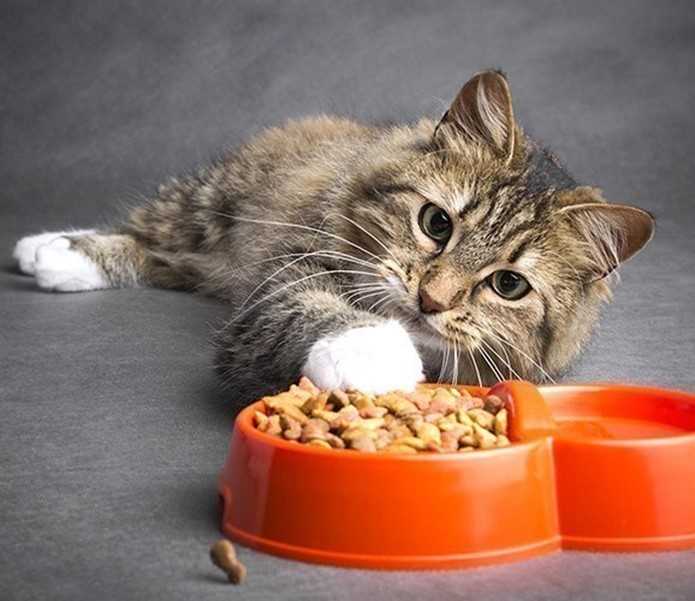Die möglichen Gründe für den Appetitverlust der Katze