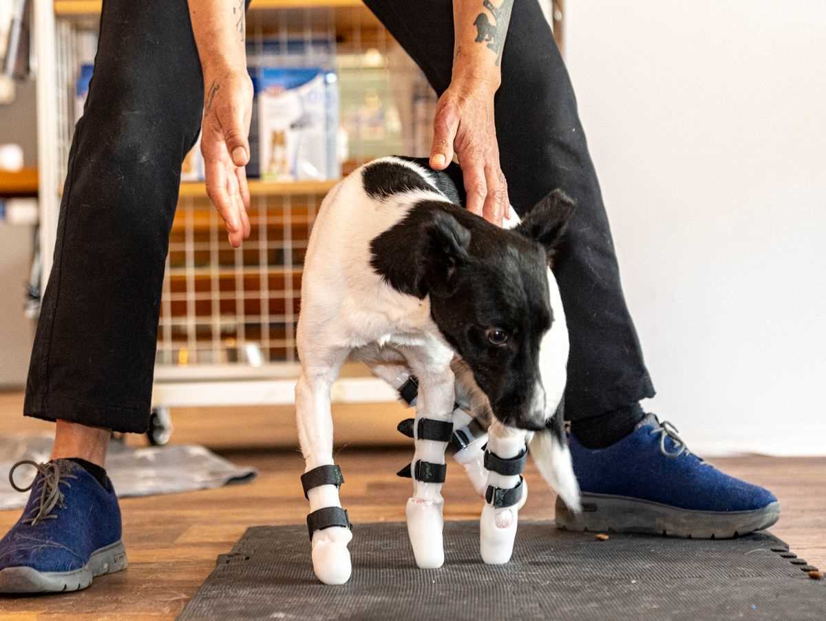 Ernährung und Gesundheitsvorsorge für Hunde ohne Beine
