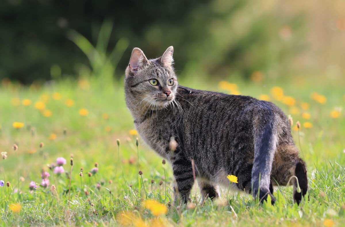 Was dürfen Katzen nicht im Garten? – Tipps und Informationen