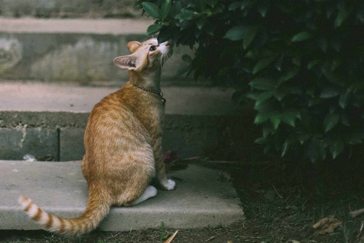 Was mögen Katzen nicht riechen – Tipps für einen geruchsneutralen Haushalt