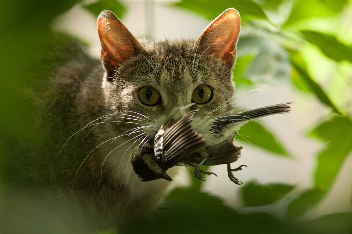 Was dürfen Katzen essen: Die richtige Ernährung für Ihre Katze