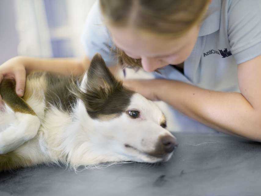 Schokolade und Hunde