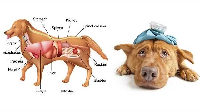 Was passiert, wenn ein Hund Schokolade isst? – Alles, was Sie wissen müssen!