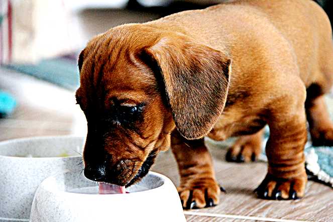 Die möglichen Risiken für Hunde beim Trinken von Milch